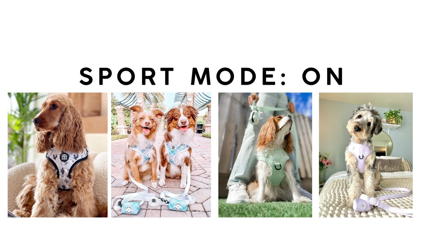 Doggie Sport Collection