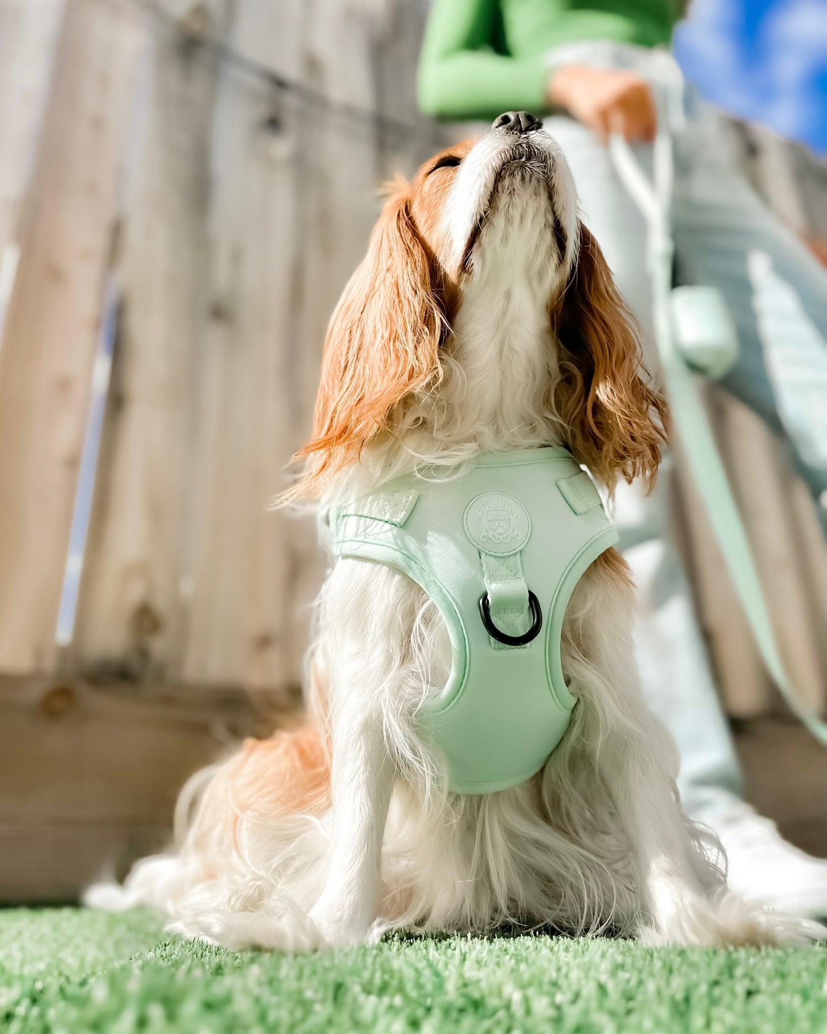 The Doggie Sport Harness