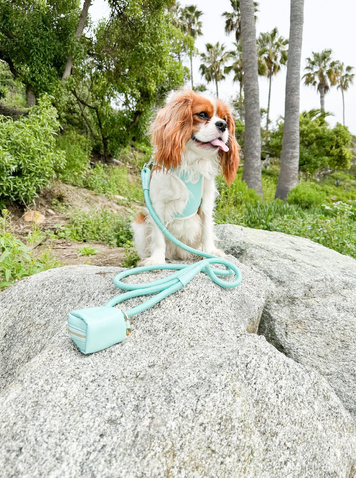 The Classic Leash - Capri
