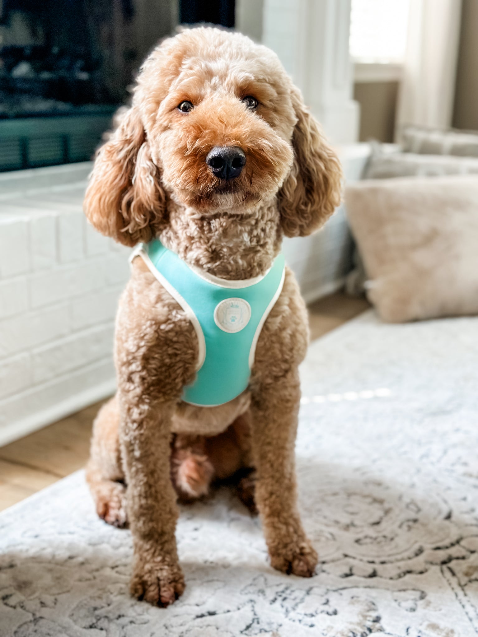 The Classic Harness - Capri