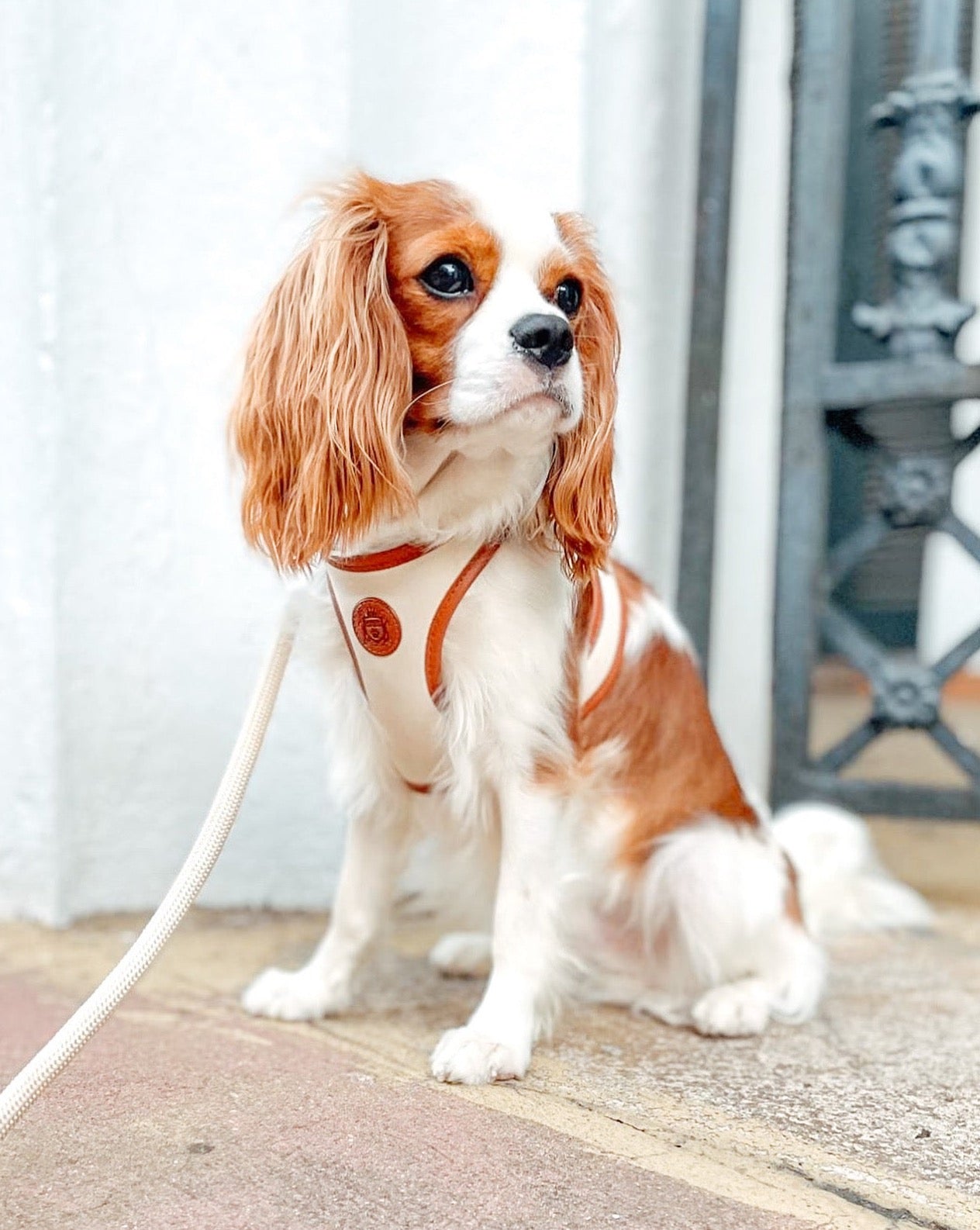 The Classic Harness Set - Coconut