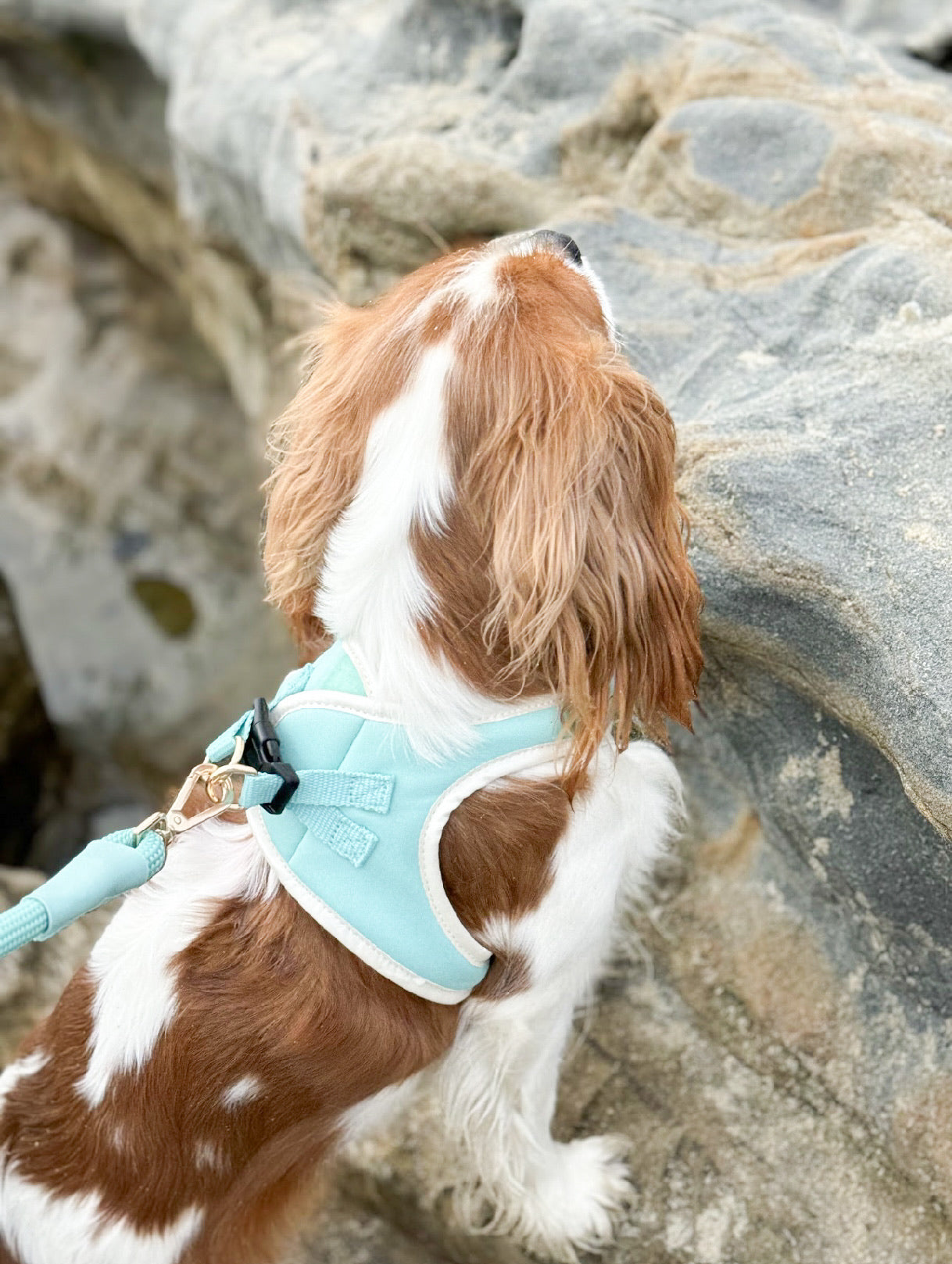 The Classic Harness - Capri