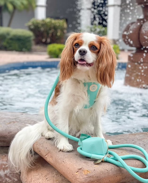The Classic Harness - Capri
