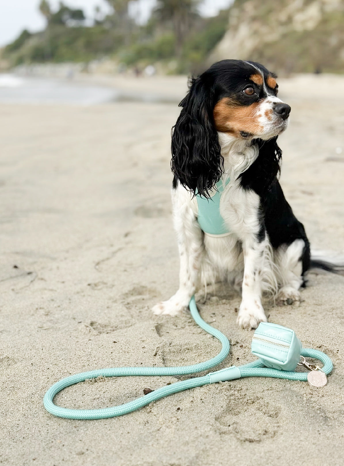 The Classic Leash - Capri