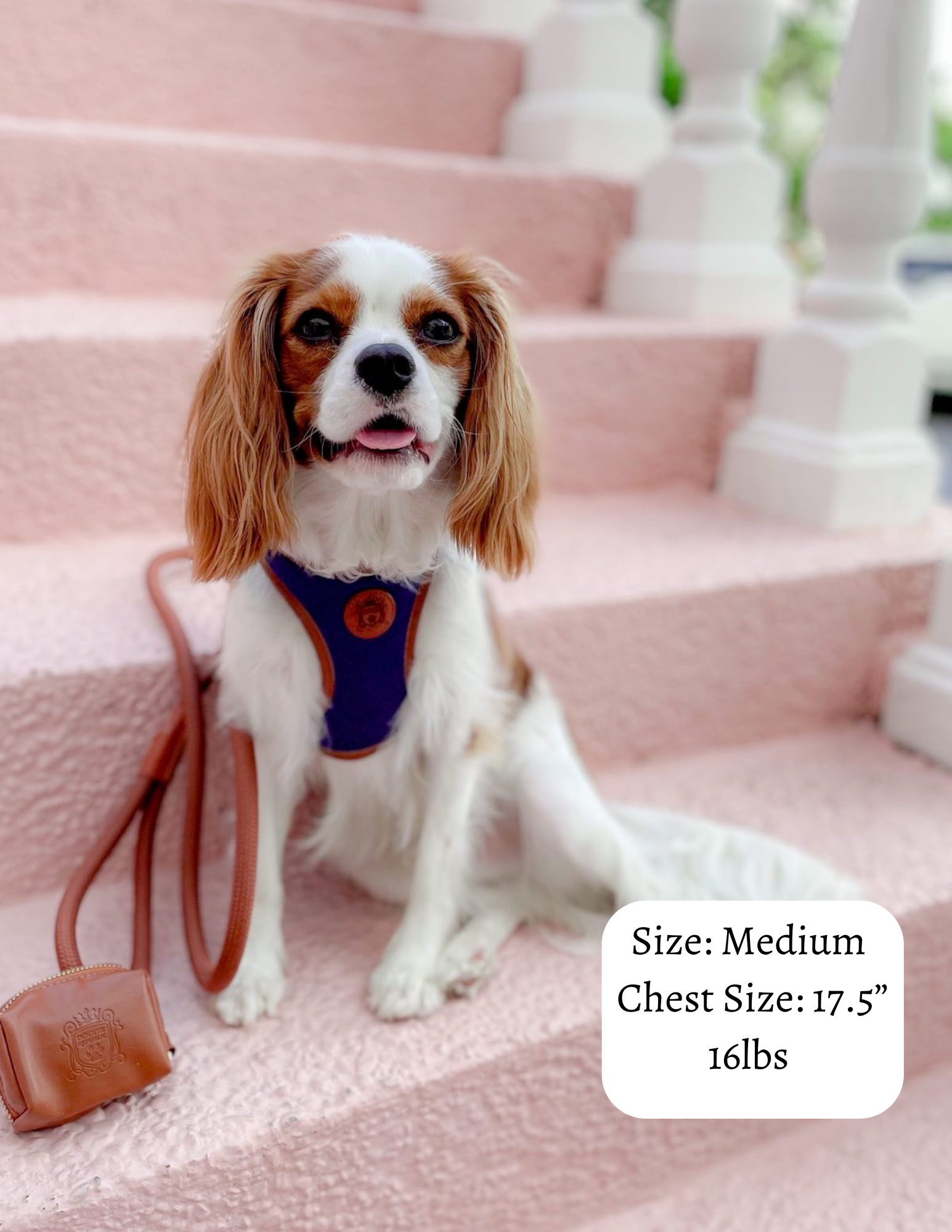 The Classic Harness Set Sapphire Doggie Republic