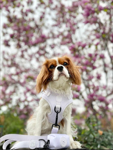 Doggie Sport Harness Set- I Lilac You A Lot